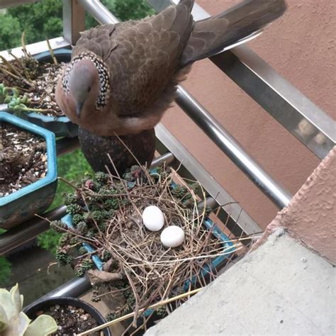 班鳩築巢風水|【斑鳩風水】斑鳩風水大解析！飛進家裡竟是好兆頭？ – 每日新聞。